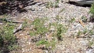 Getting Caught Masturbating on Hiking Trail Shy_College_Girl